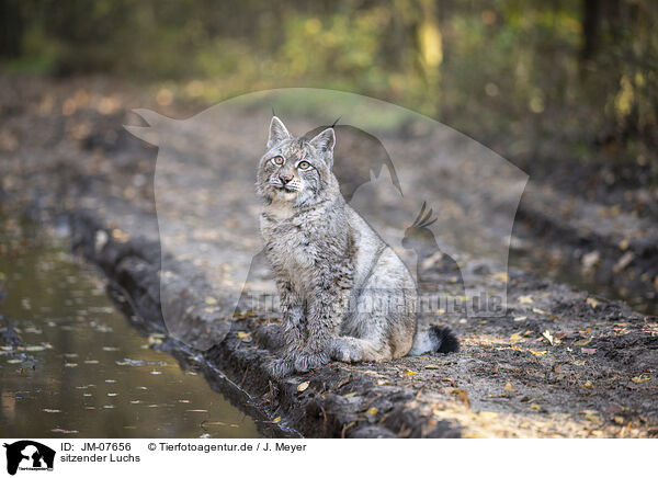 sitzender Luchs / sitting Lynx / JM-07656