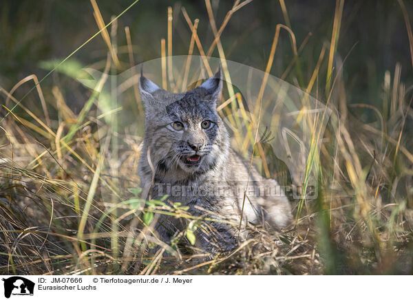 Eurasischer Luchs / Eurasian Lynx / JM-07666