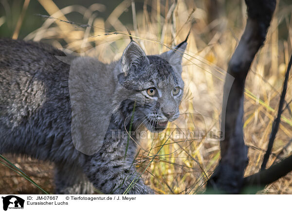 Eurasischer Luchs / Eurasian Lynx / JM-07667