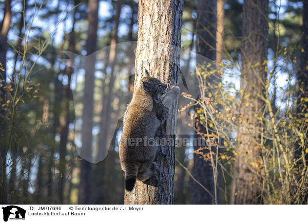 Luchs klettert auf Baum / JM-07696