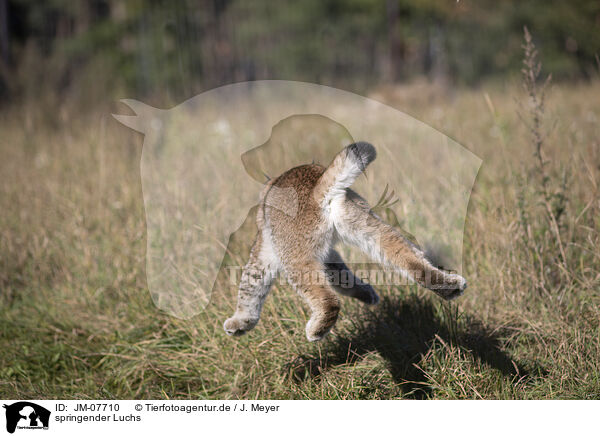 springender Luchs / jumping Lynx / JM-07710