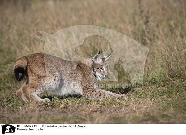 Eurasischer Luchs / Eurasian Lynx / JM-07712