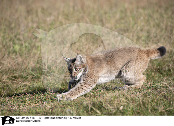Eurasischer Luchs / Eurasian Lynx / JM-07716