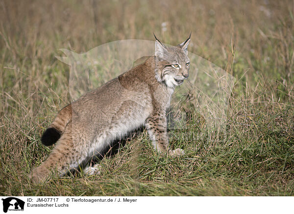 Eurasischer Luchs / Eurasian Lynx / JM-07717