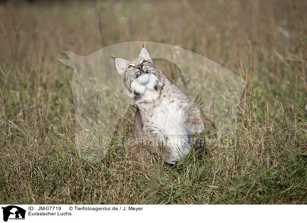 Eurasischer Luchs / Eurasian Lynx / JM-07719
