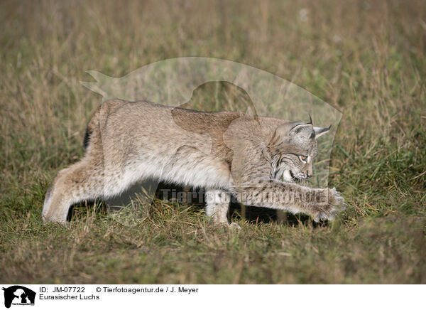 Eurasischer Luchs / Eurasian Lynx / JM-07722