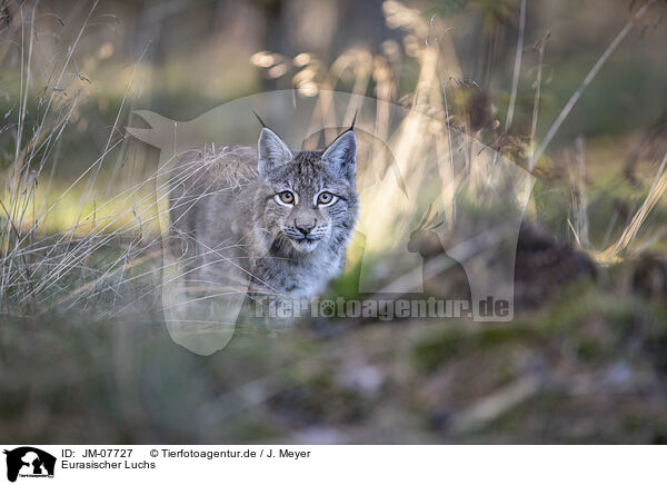 Eurasischer Luchs / Eurasian Lynx / JM-07727