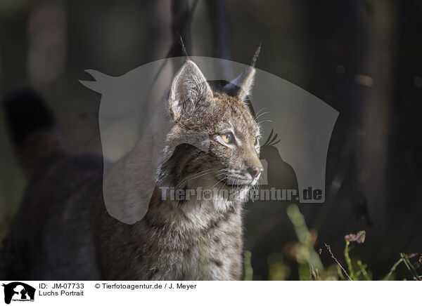 Luchs Portrait / Lynx Portrait / JM-07733