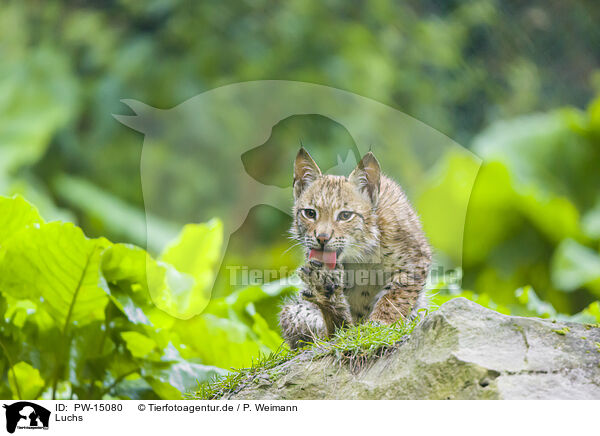 Luchs / lynx / PW-15080