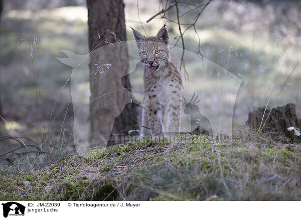 junger Luchs / young Lynx / JM-22039