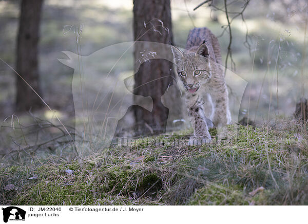 junger Luchs / young Lynx / JM-22040