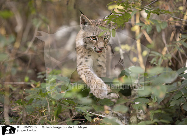 junger Luchs / young Lynx / JM-22052