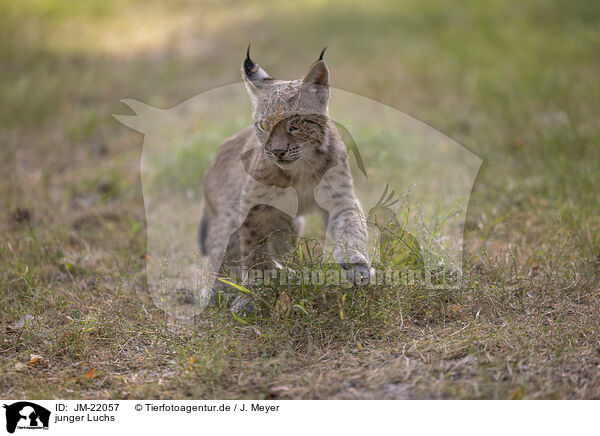 junger Luchs / young Lynx / JM-22057