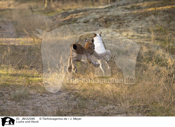 Luchs und Hund / JM-22086