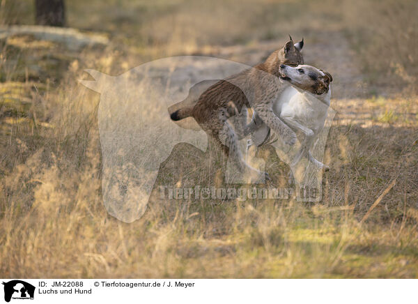 Luchs und Hund / JM-22088