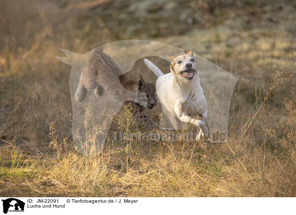 Luchs und Hund / JM-22091