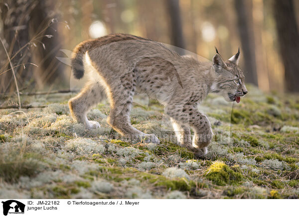 junger Luchs / young Lynx / JM-22182