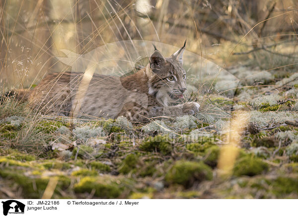 junger Luchs / young Lynx / JM-22186