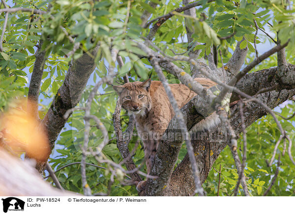 Luchs / lynx / PW-18524