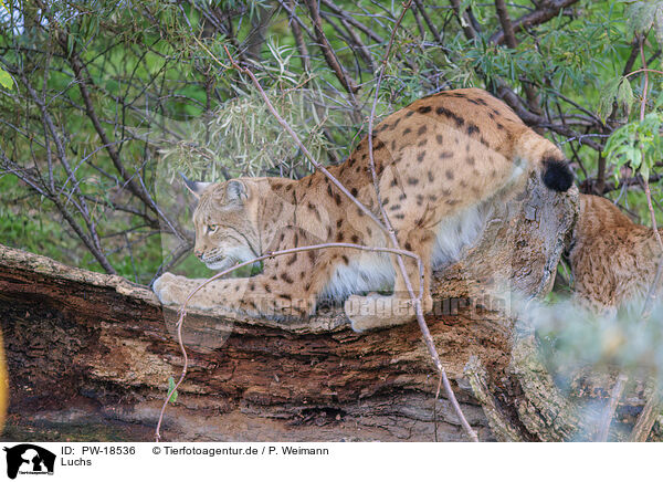 Luchs / lynx / PW-18536