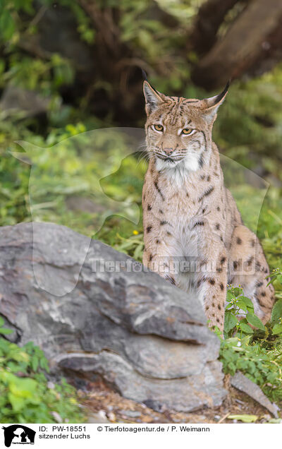 sitzender Luchs / sitting lynx / PW-18551