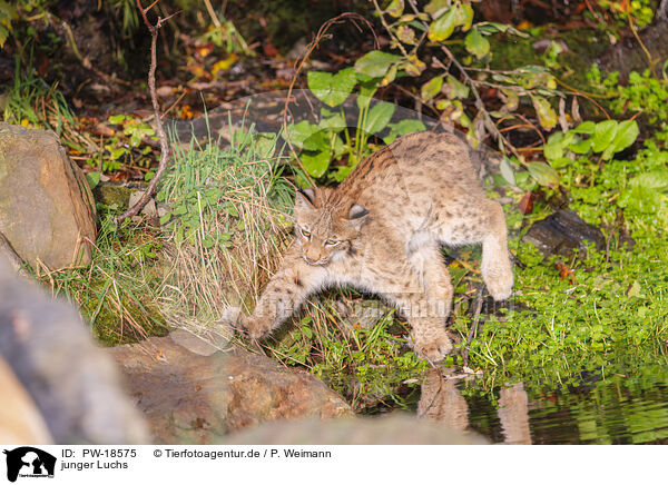 junger Luchs / young lynx / PW-18575