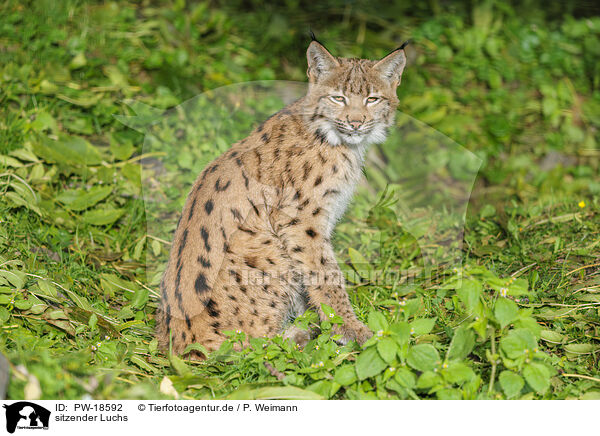 sitzender Luchs / sitting lynx / PW-18592