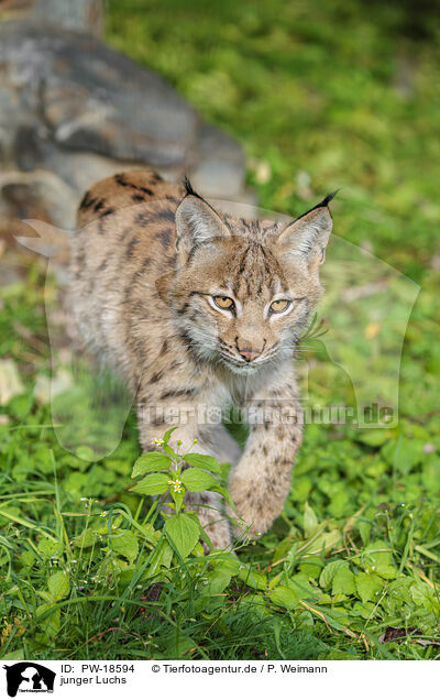 junger Luchs / young lynx / PW-18594