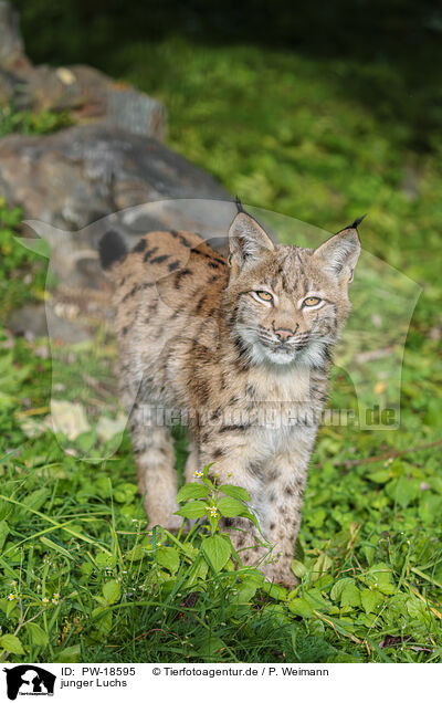 junger Luchs / young lynx / PW-18595