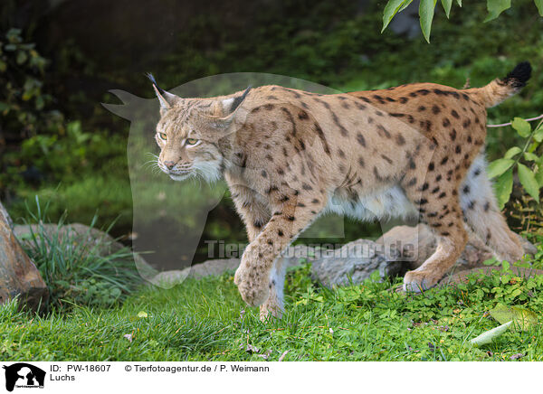 Luchs / lynx / PW-18607