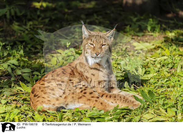 Luchs / PW-18619