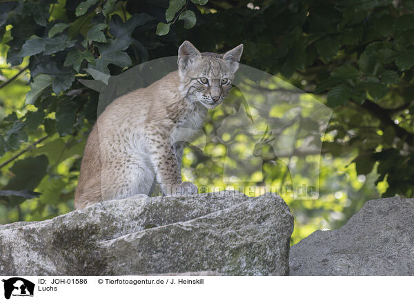 Luchs / Lynx / JOH-01586