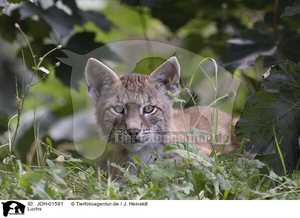 Luchs / Lynx / JOH-01591