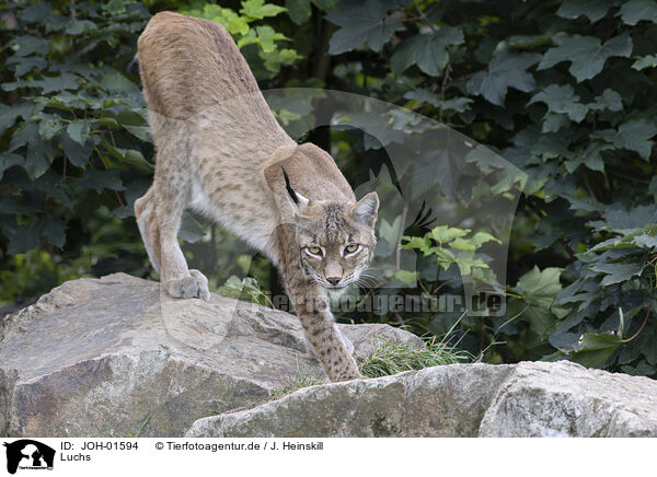 Luchs / Lynx / JOH-01594