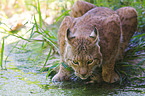 Luchs