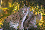 Luchs