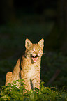 Europischer Luchs