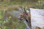 Luchs