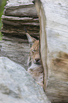 Luchs