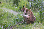 Luchs