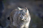 Eurasischer Luchs