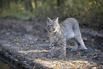 stehender Luchs