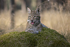 junger Luchs