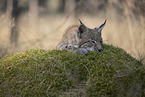 junger Luchs