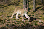 junger Luchs