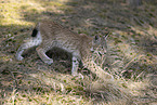 junger Luchs