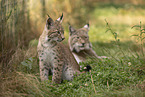 junger Luchs