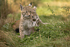 junger Luchs