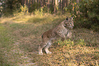 junger Luchs