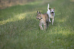 Luchs und Hund